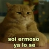 🐱Gatitos Shitposting 1🐈 17