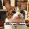 Chicória Maria #1 28