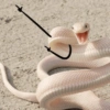 Funny snakes 8