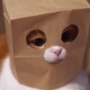 Cats cure depression 12