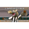 Cavalinho do Botafogo 26