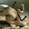 Funny snakes 5