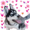 🐶 Perritos Husky ❤️ 7