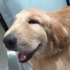 Animalingos 🤍 8