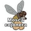 Mosca
cojonera
20