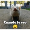 Cuando te veo