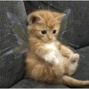 Cats cure depression 13