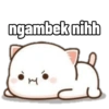 Peach cute cat 11