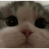 Gatos cura depresión 12