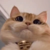 Gatos fofos 23