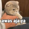 Cutie cat 14