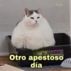 🐱Gatitos Shitposting 1🐈 6