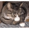 Low quality cat 16