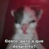MEMES PACK 4.0 15
