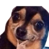 Memes Perritos 🐕 14