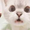 🐱 Gatito Blanco 🐱 23