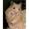 MEMES ANIMAIS  10