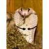 Funny snakes 15
