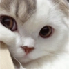 Gatos fofos 24