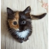 Gatos fofos 12