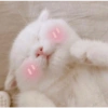 Gatos fofos 17