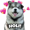 🐶 Perritos Husky ❤️ 12