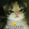 X
@Harley Stickers
Que pasa