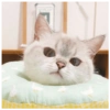 🐱 Gatito Blanco 🐱 30