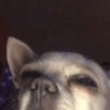 Animalingos 🤍 14