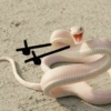 Funny snakes 13