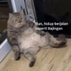 Kucing oyen 15