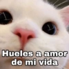 Hueles a amor
de mi vida
@Harley_Stickers