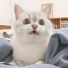🐱 Gatito Blanco 🐱 19