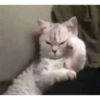 Cats cure depression 7