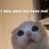Gatitos Pa’ Enamorar 🐈‍⬛🐈 11