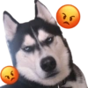 🐶 Perritos Husky ❤️ 11