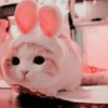 Gatos fofos 27