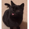 Gatos cura depresión 6