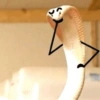 Funny snakes 9