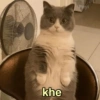 🐱Gatitos Shitposting 1🐈 5