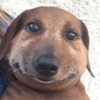 Animalingos 🤍 7