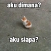 Cutie cat 5