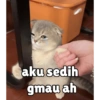 Meong yg ramah 6
