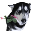 🐶 Perritos Husky ❤️ 15