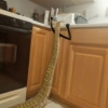 Funny snakes 18