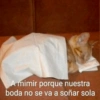 Gatitos Pa’ Enamorar 🐈‍⬛🐈 8