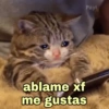 🐱Gatitos Shitposting 1🐈 10