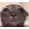 Gatos cura depresión 15