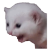Gatitos #1 13