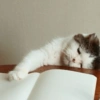 Animalingos 🤍 5